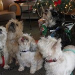 dogs around the christmas tree at the Victoria hotel