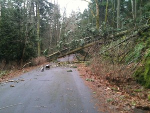 Tree blown down by windstorm on Vancouver Island BC