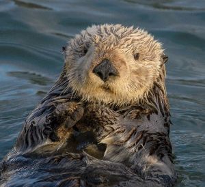 Adult sea otter looks at the camera