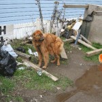 Dog tied up outside with no shelter