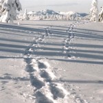 Snowshoe during the day and stay at the Burnaby hotel at night
