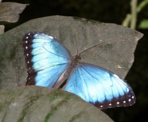 Butterfly at Butterfly gardens Victoria BC