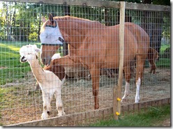 Horse and Alpaca at Jaco Powerlines Vancouver Island BC