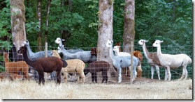 Alpacas on Vancouver Island BC