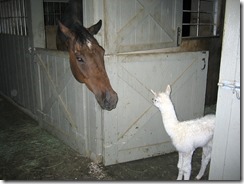 Horse and Alpaca at Jaco Powerlines Vancouver Island BC