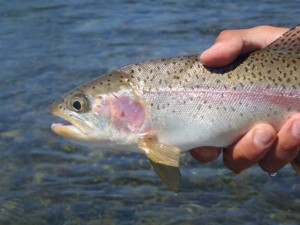 3. The reward-rainbow trout