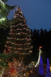 Worlds-Tallest-Living-Christmas-Tree