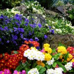 Butchart-Gardens-spring