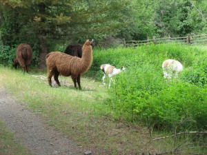 Exotic animals along the trail near Greenwood, in the West Kootenay.