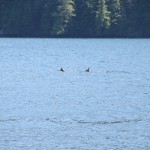 Deer swimming