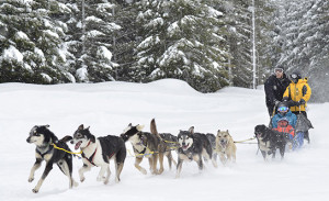 dog sledding