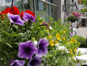 Hanging Basket at the Accent Inn Victoria BC