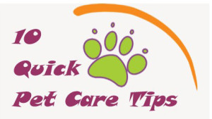 pet care tips