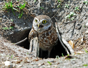 burrowing owl